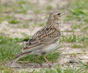 Богширго (Боролзой богширго)